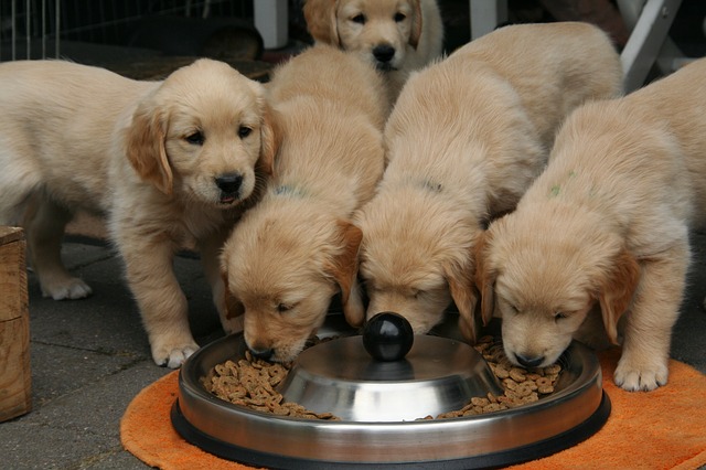 Is a golden retriever puppy right for me