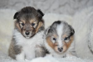Is a shetland sheepdog right for me