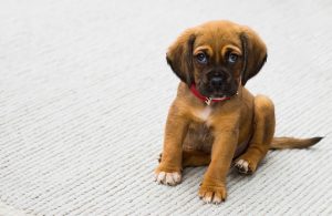 is a boxer puppy right for me