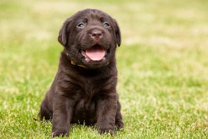 Is a Labrador right for me