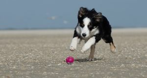 Is a Border Collie right for me