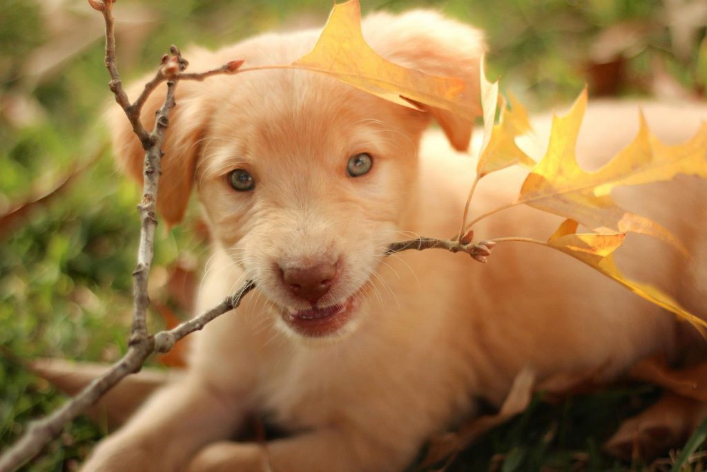 Is a Labrador puppy right for me