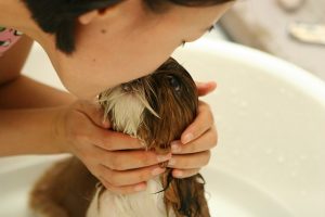 how to give a Puppy bath