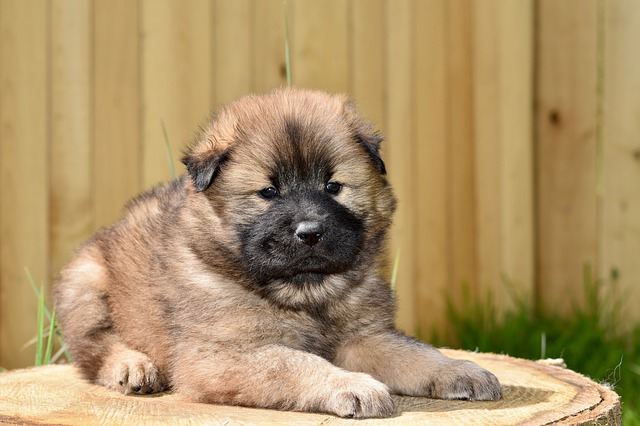 puppy training and socialising your puppy