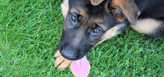 Is a German Shepherd right for me