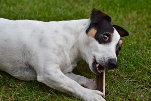 Is a Jack Russell right for me