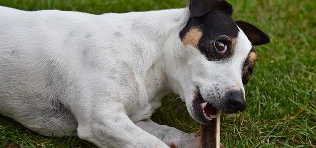 Is a Jack Russell right for me
