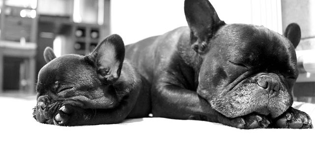 Is a french bulldog right for me
