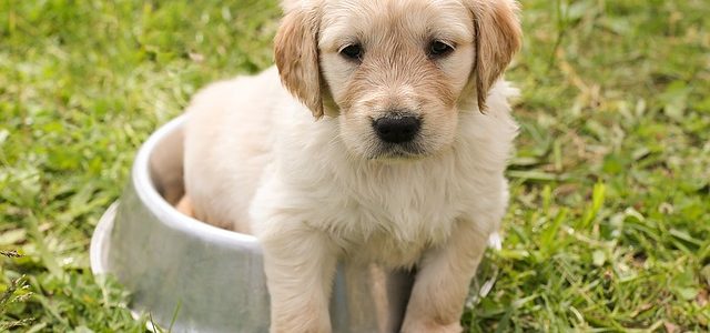 Is-a-Golden-Retriever-puppy-right-for-me