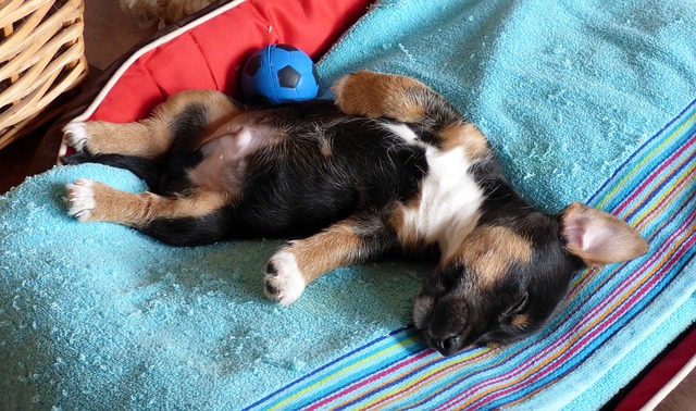 puppy belly rub training