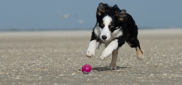 How Do Puppy Energy Levels Change as They Age?