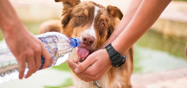 Preventing and Treating Dehydration in Puppies